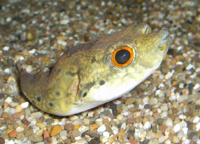 Tetraodon miurus (Pesce palla del Congo)